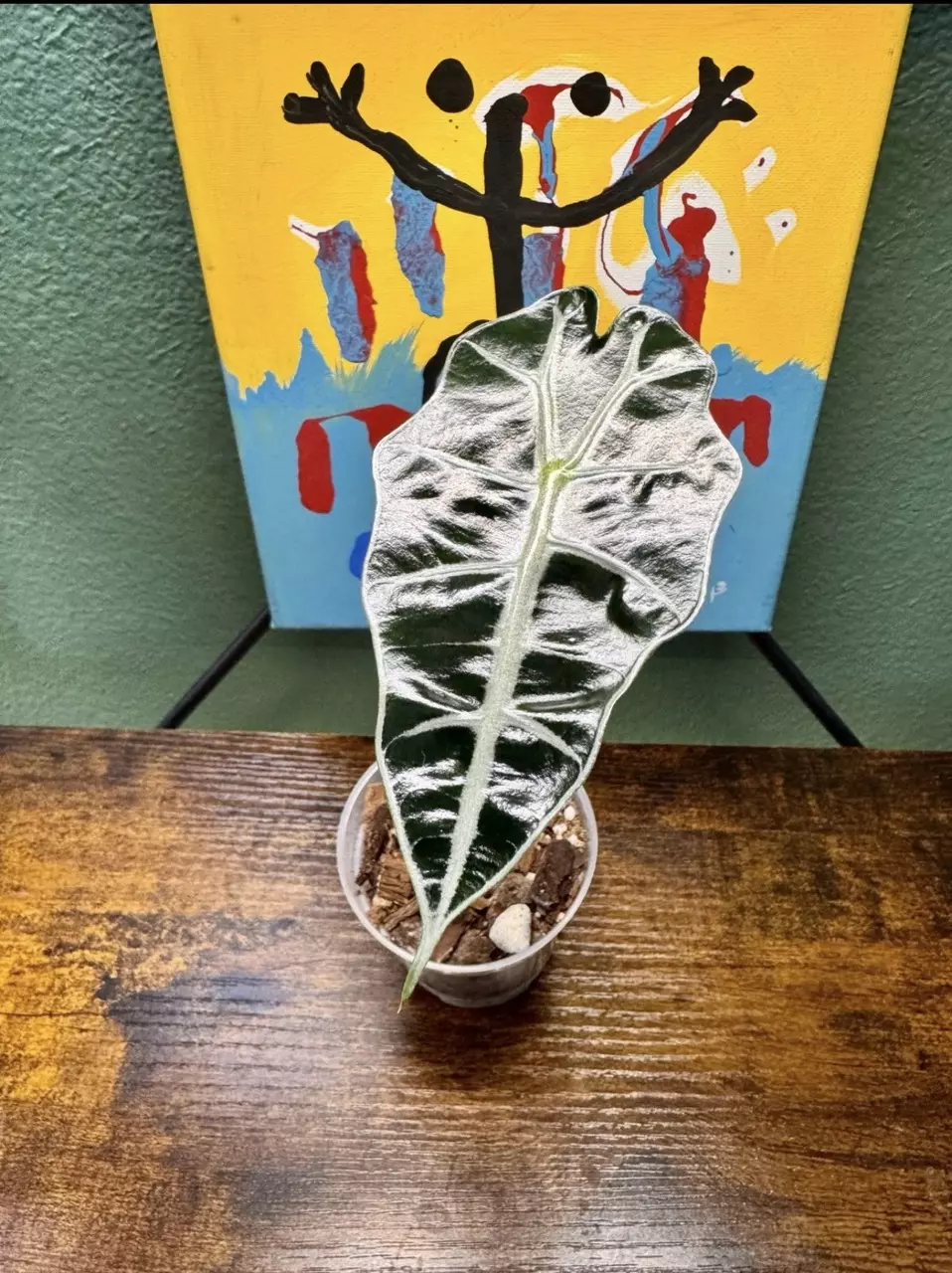 Alocasia Amazonica Purpley - 3 thumbnail