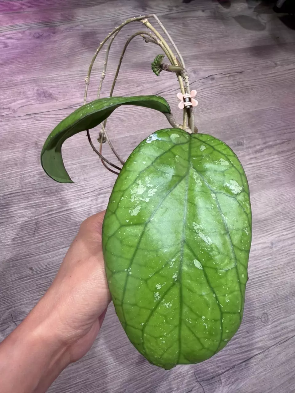 Hoya AH 027 ‘Elephant’ thumbnail