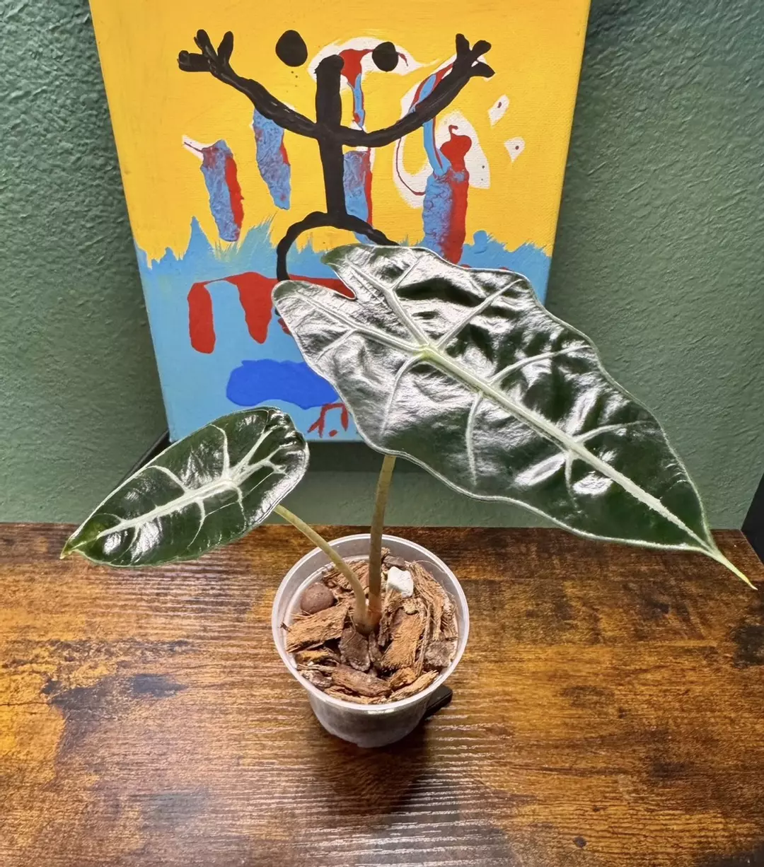 Alocasia Amazonica Purpley - 1 thumbnail