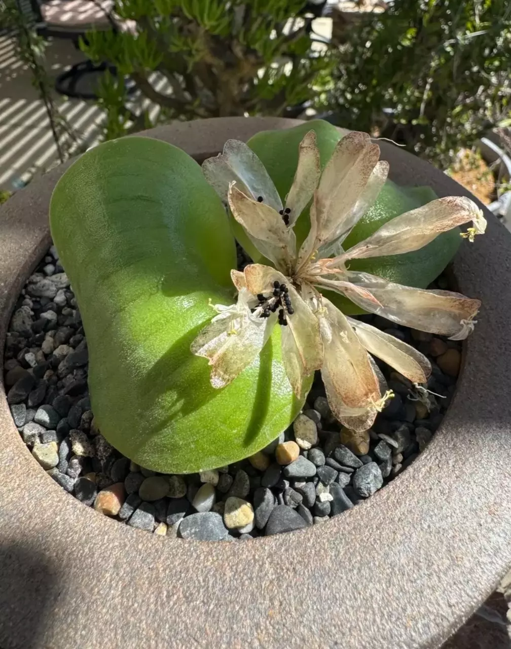 25 seeds Massonia Pustulata thumbnail