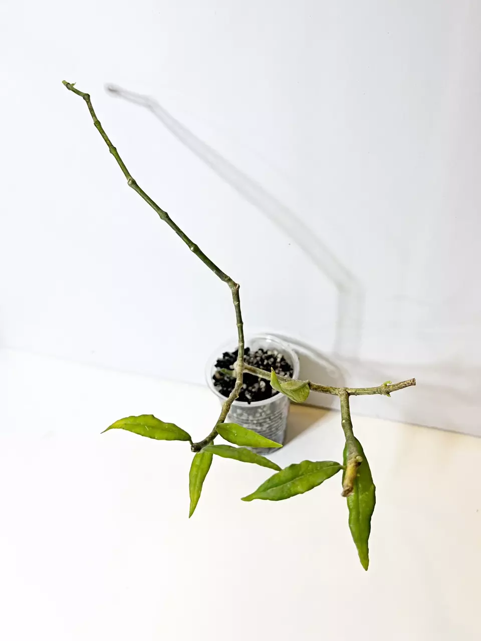 🔥Hoya Paxtonii thumbnail