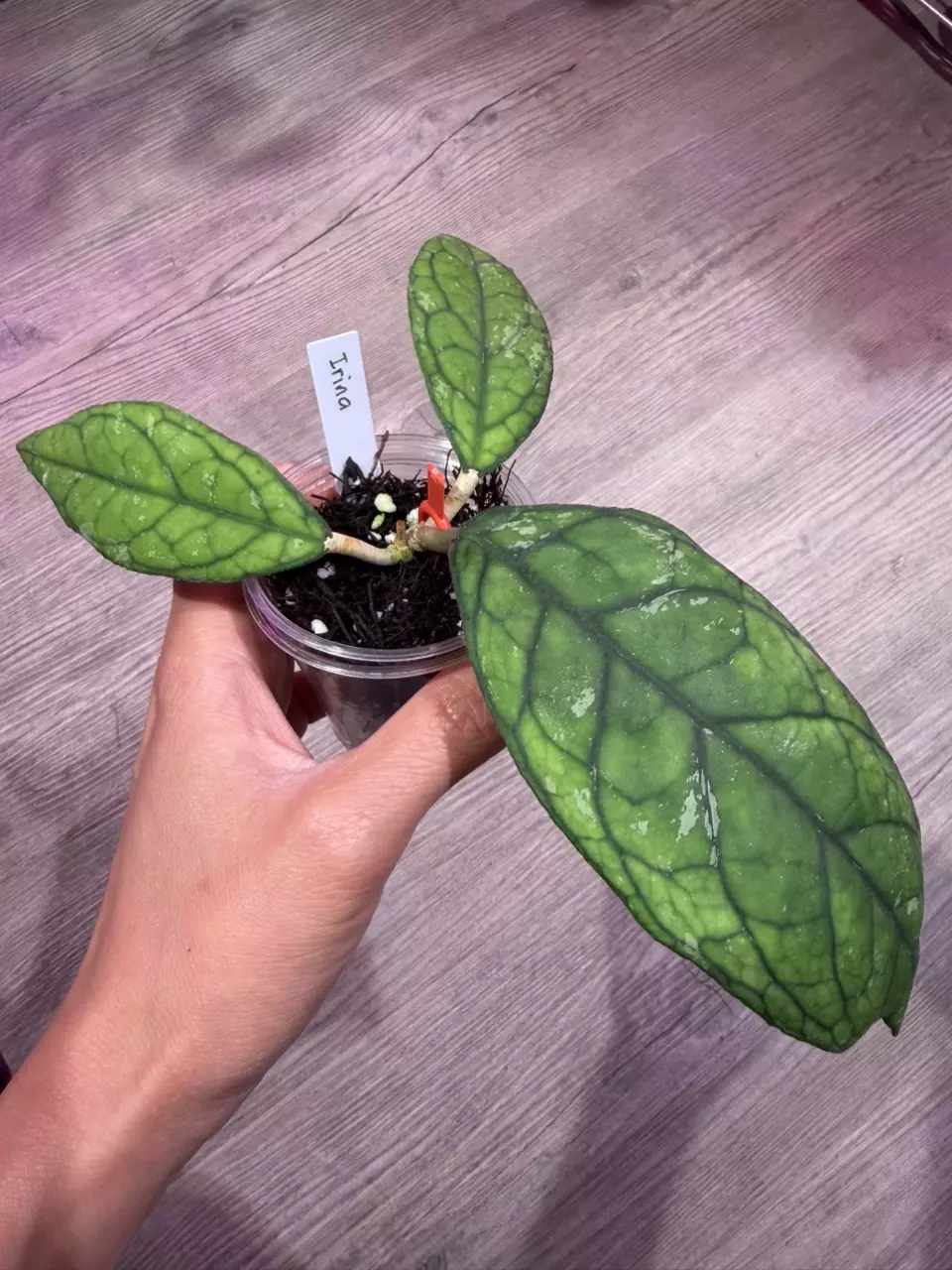 Hoya Irina thumbnail