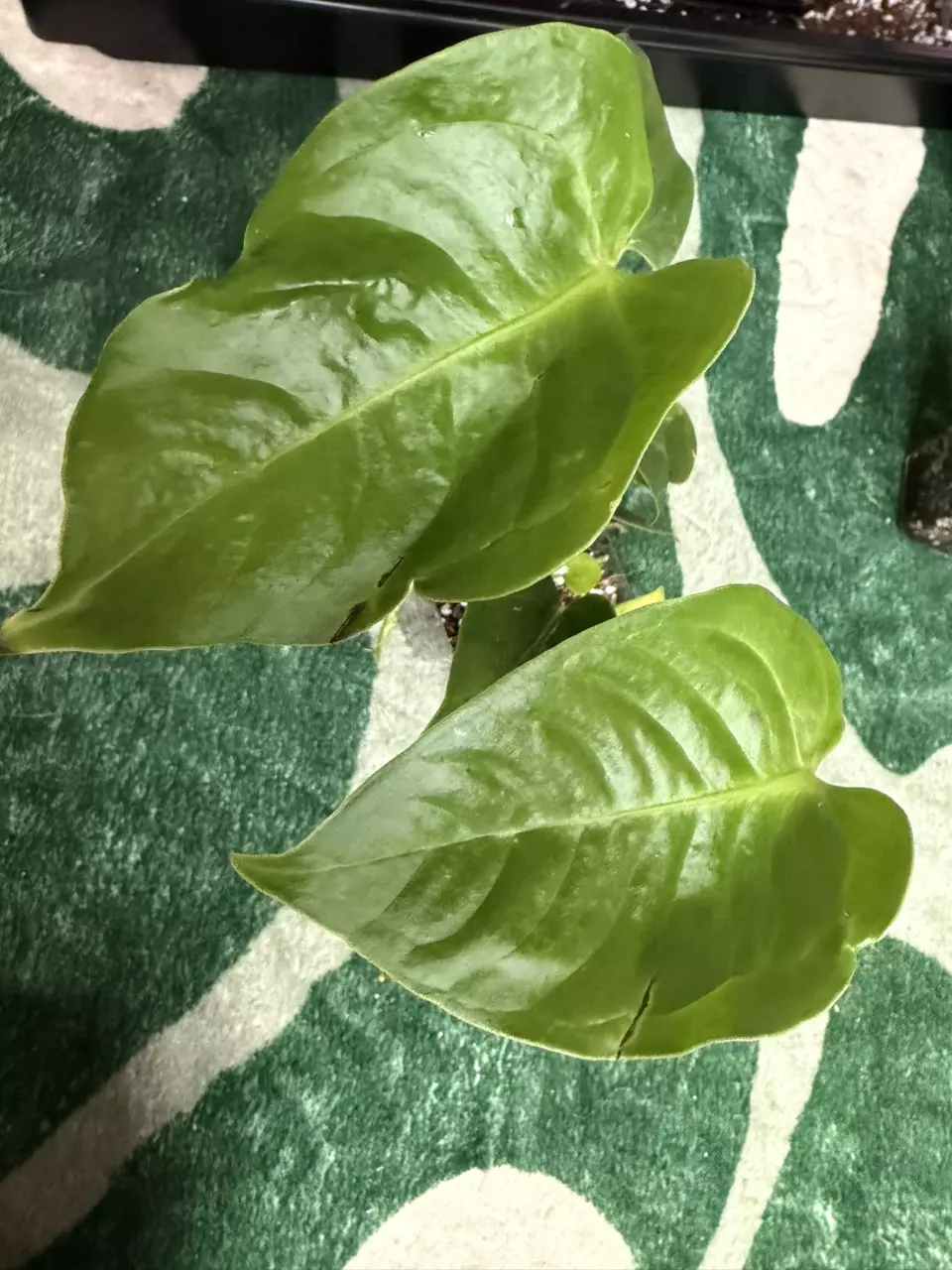 Anthurium Veitchii thumbnail