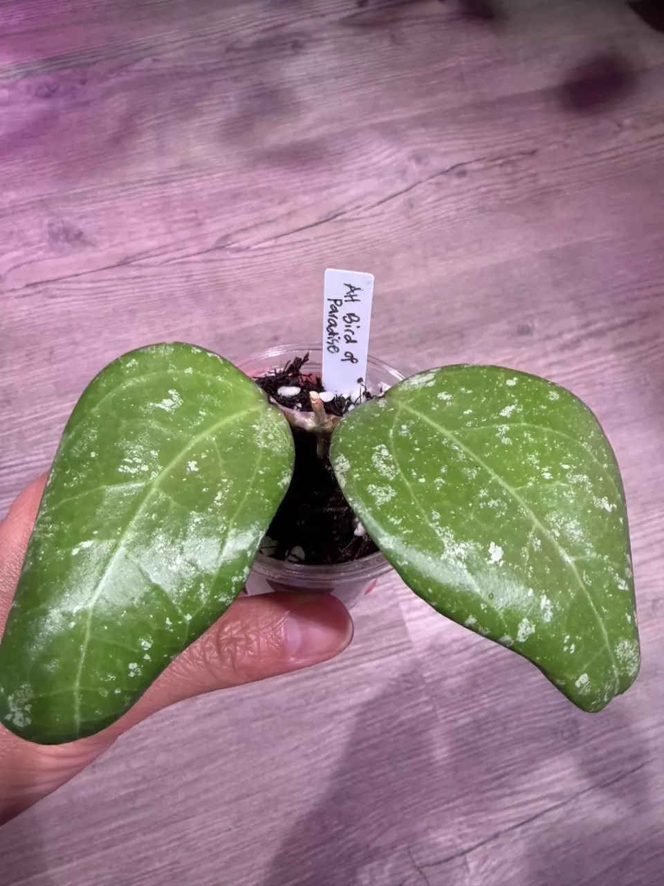 Hoya AH Bird of Paradise thumbnail