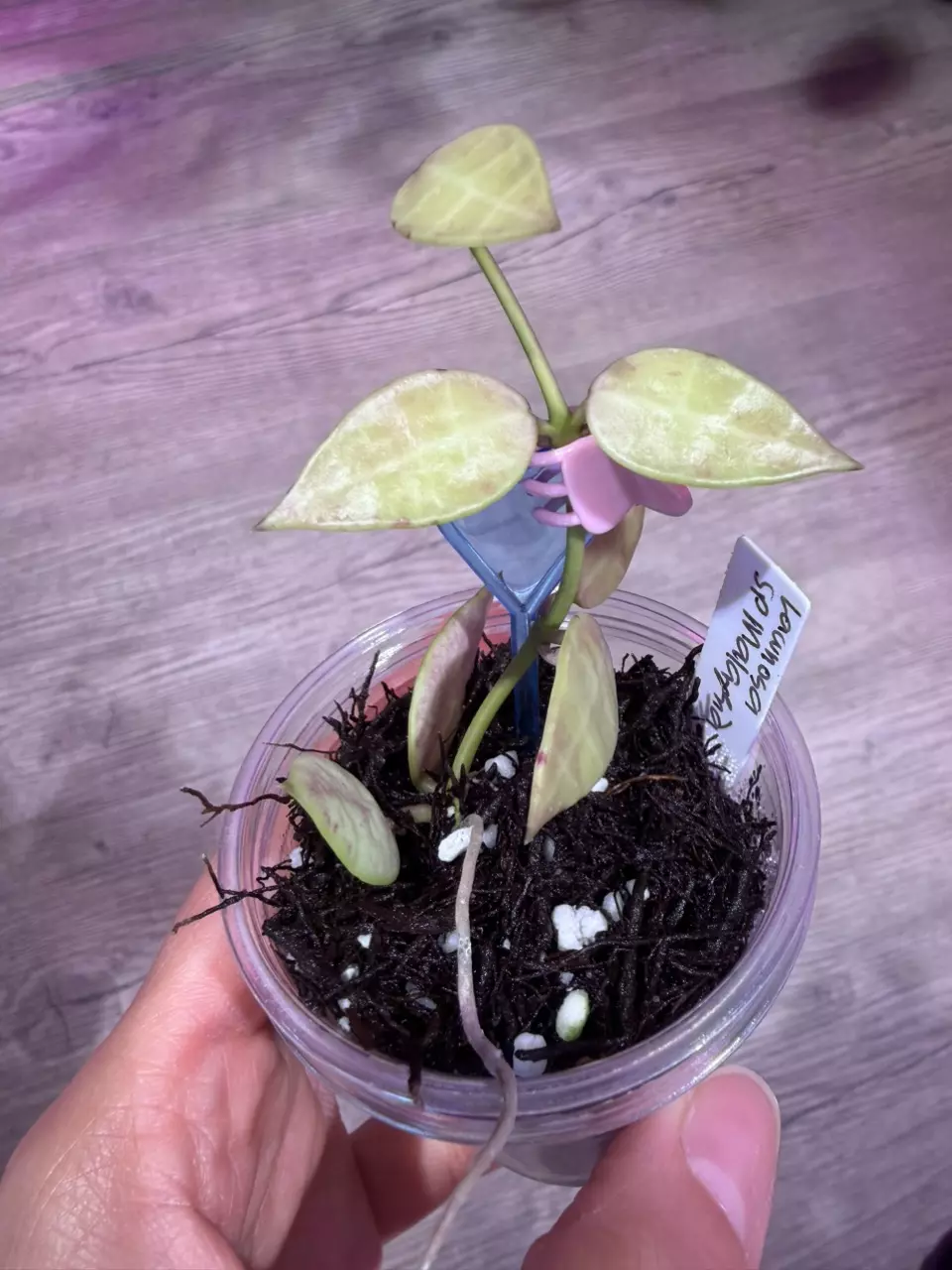 Hoya Lacunosa sp Malaysia thumbnail