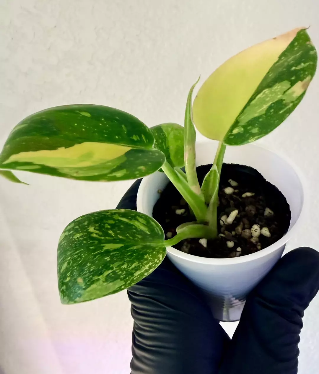 Philodendron Green Congo Variegated thumbnail