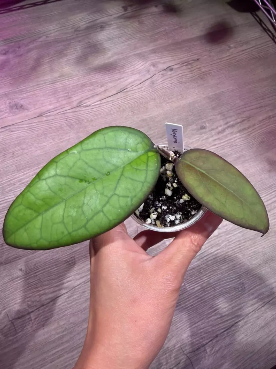 Hoya Mayumi thumbnail