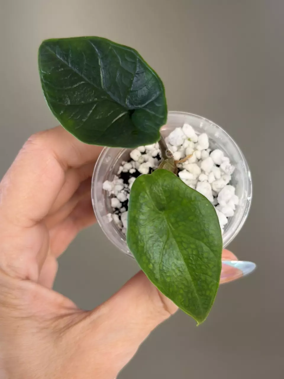 798 Scalprum Aurea (No Color/Low Color) thumbnail