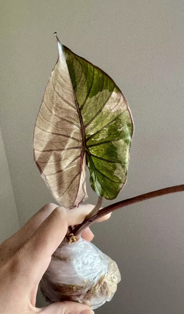 Alocasia Pink Serendipity - Fresh Import thumbnail