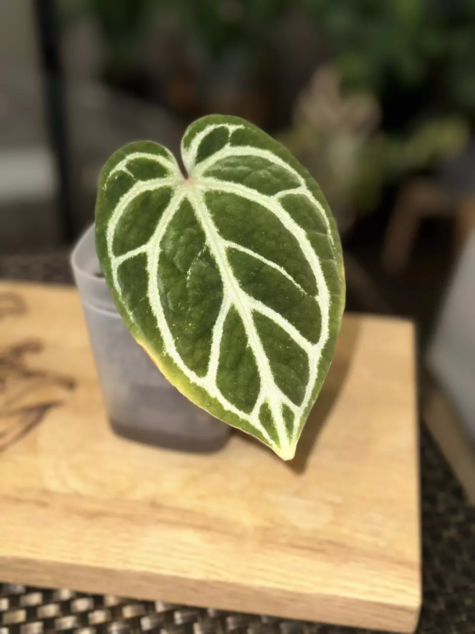 Anthurium DB Brielle x Zara Self thumbnail