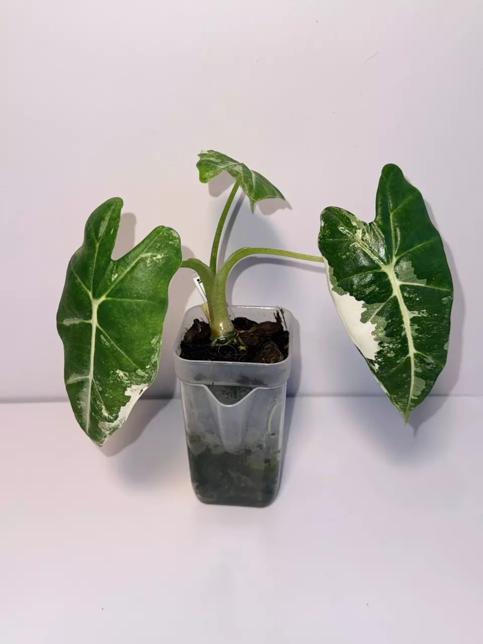 Alocasia Frydek Albo Variegated - Corm Grown thumbnail