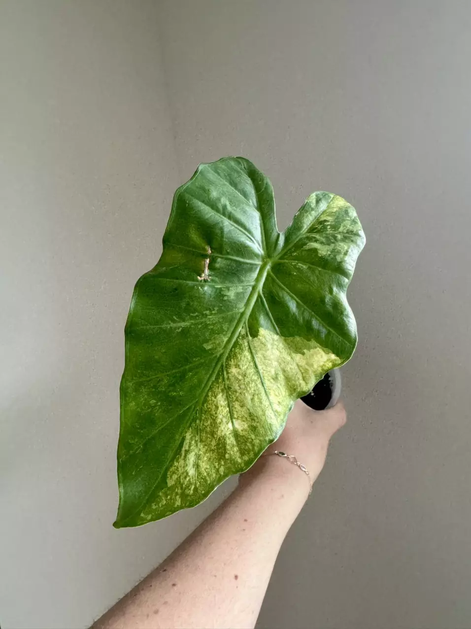 Alocasia Calidora Albo thumbnail