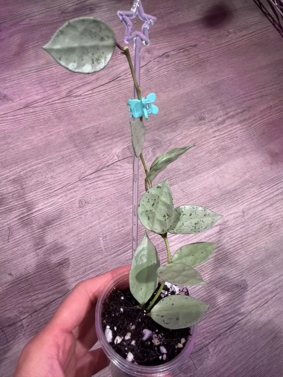 Hoya Lacunosa FN-13 thumbnail