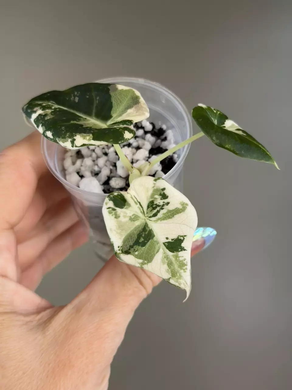 771 Alocasia Pink Black Velvet thumbnail