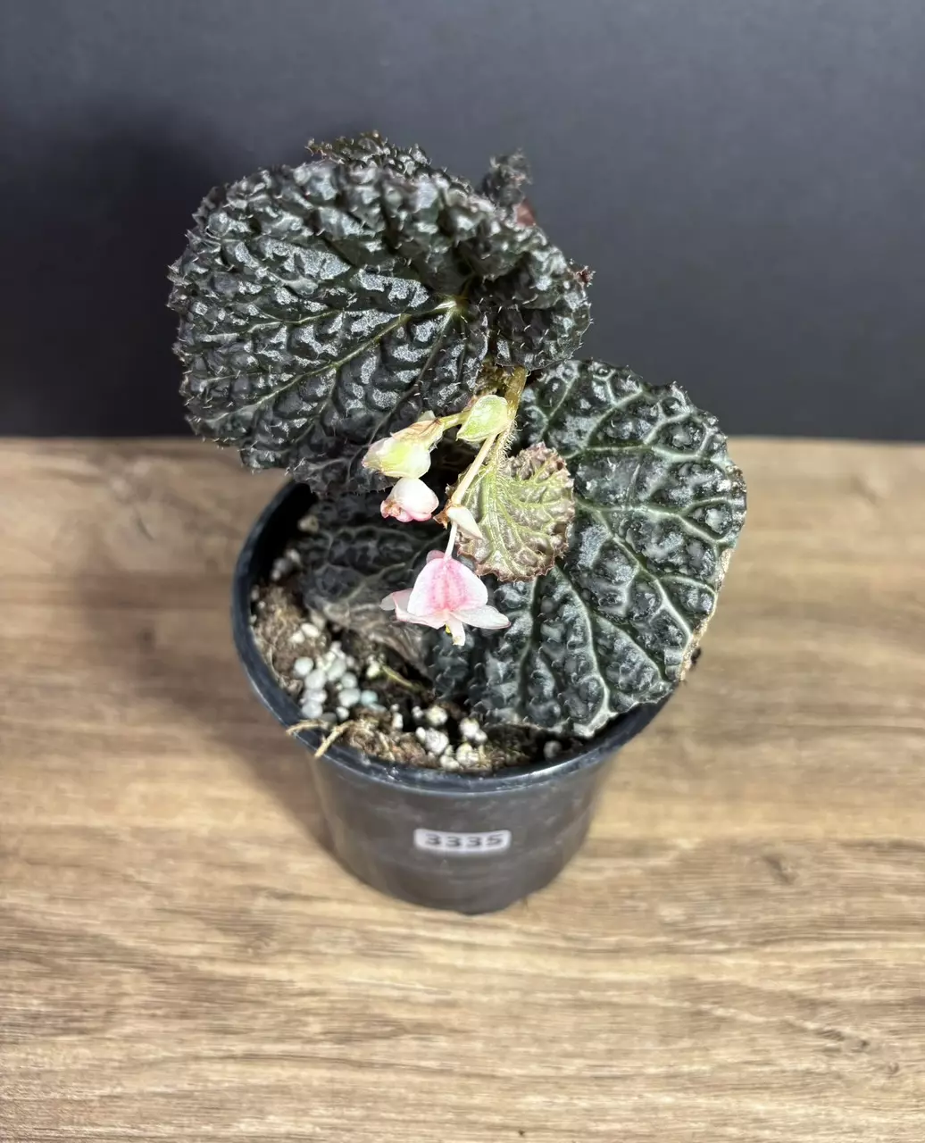 Begonia Metallic Dragon 4” 3335 thumbnail