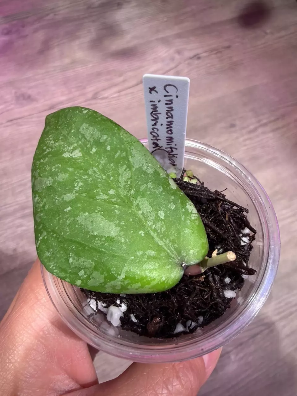 Hoya Cinnamomifolia x imbricata thumbnail