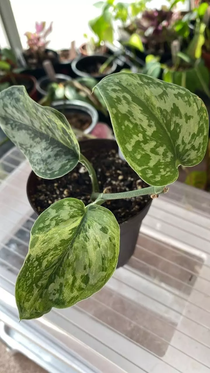 Scindapsus Peasun thumbnail