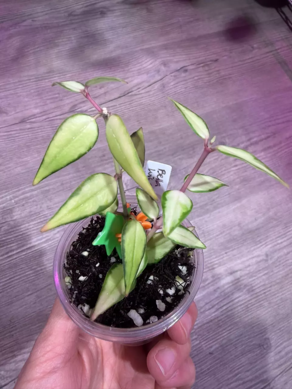 Hoya Bella Luis Buis thumbnail