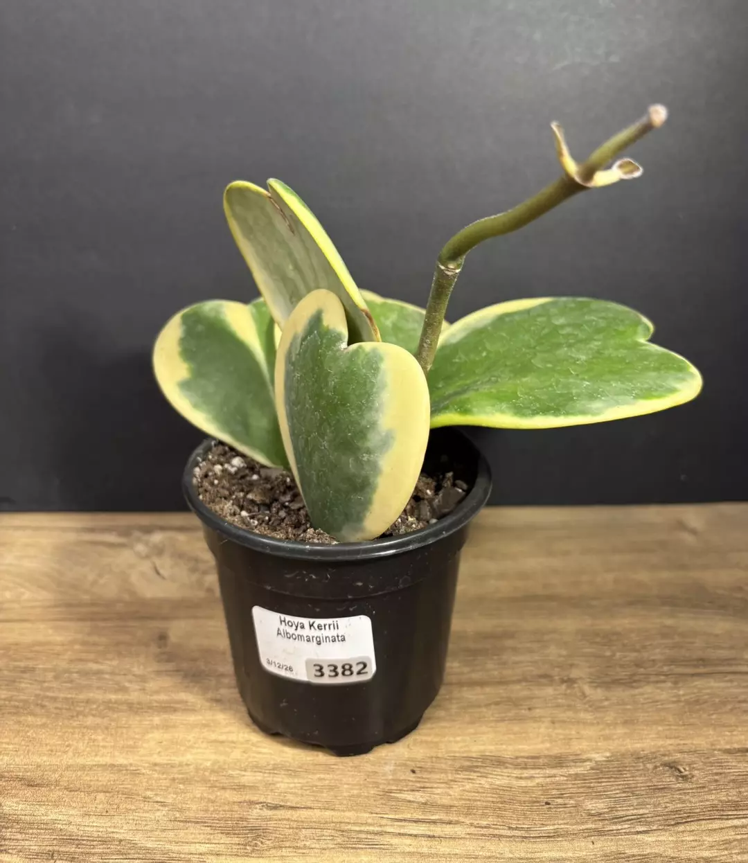 Hoya Kerrii Alboginata - Outer Variegated 4” 3382 thumbnail