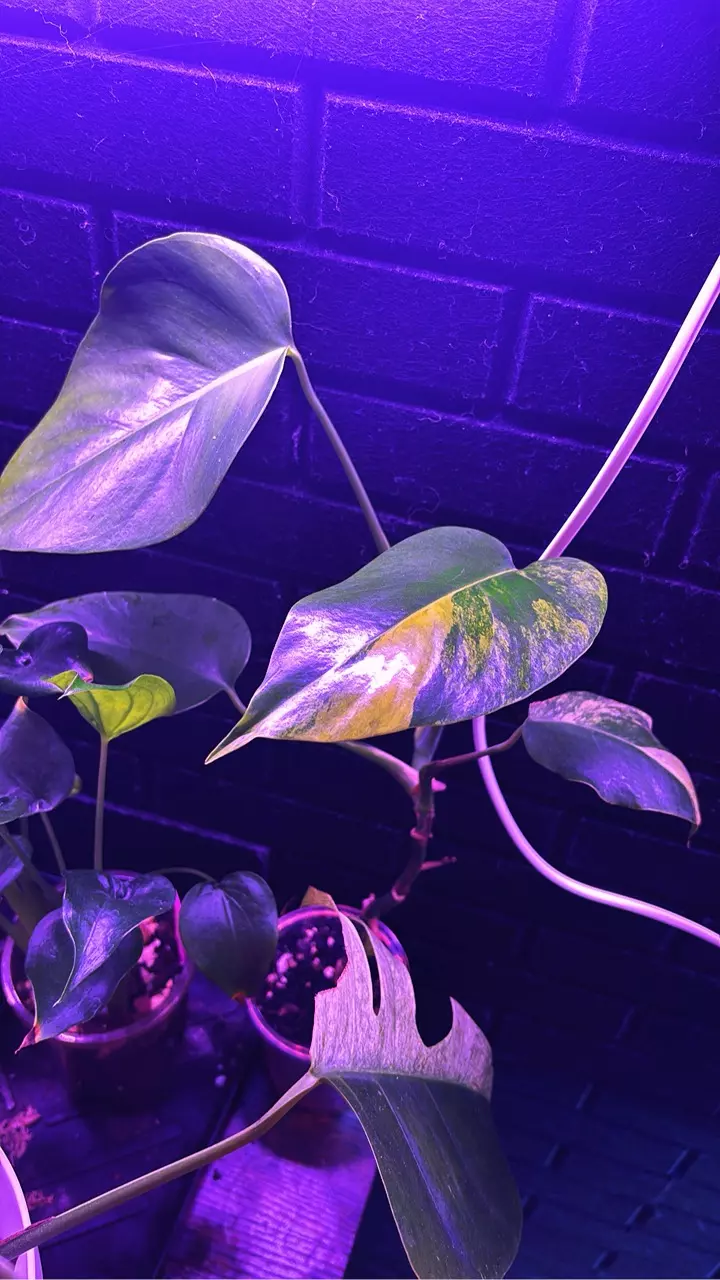 Monstera Aurea thumbnail