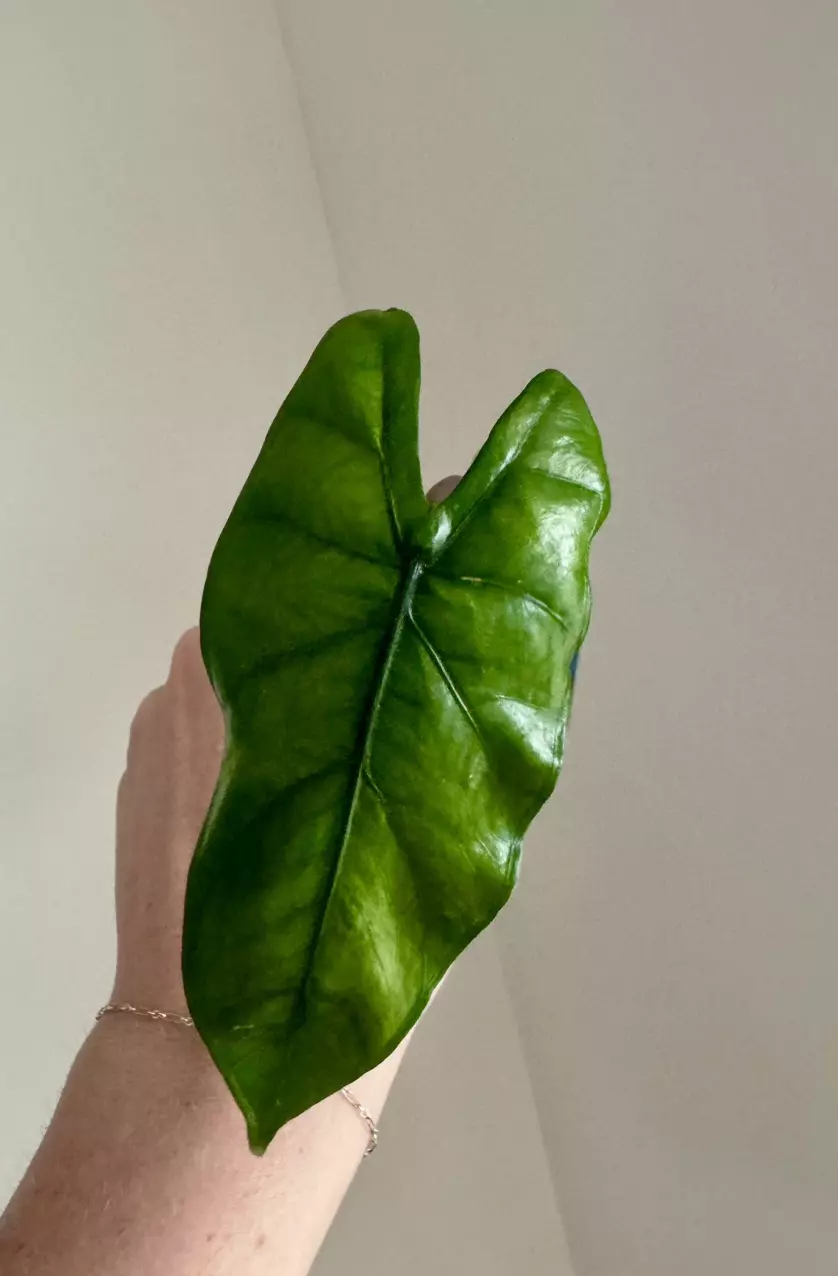 Alocasia Corazon Aurea thumbnail