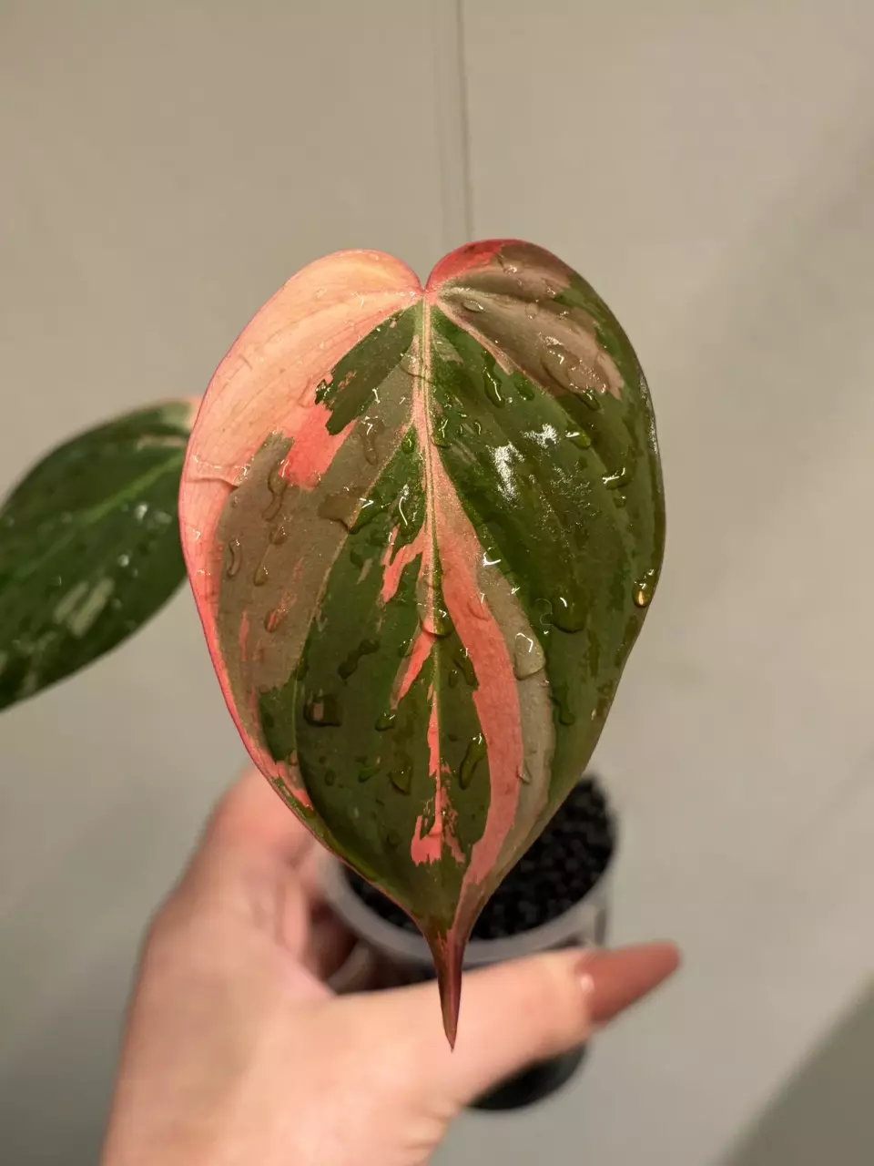 True Pink Micans thumbnail