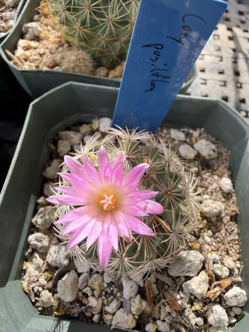1266 Coryphantha pusiliflora thumbnail