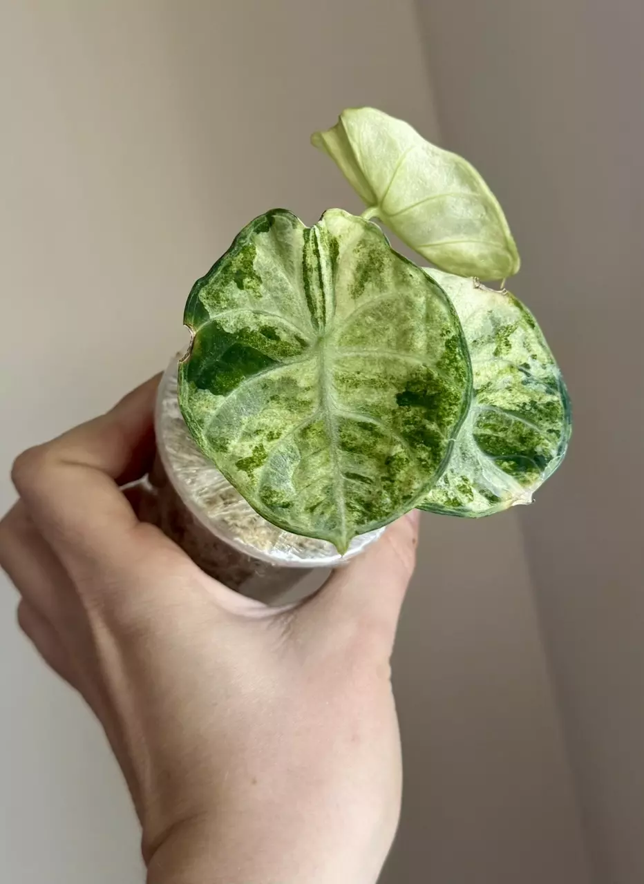 Alocasia Ninja Albo Splash thumbnail