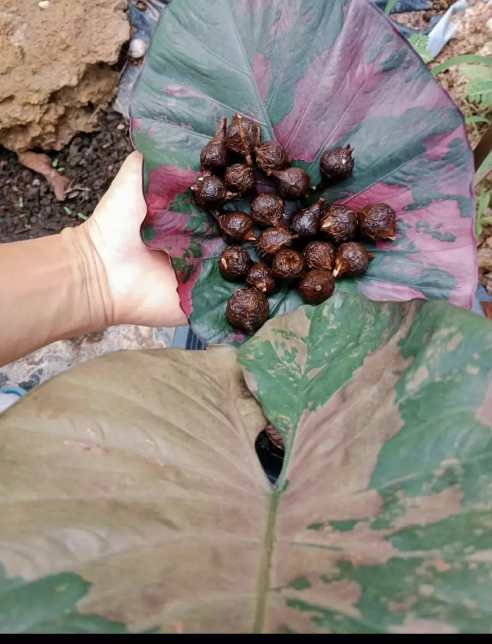 Alocasia Pink Serendipity CORM thumbnail