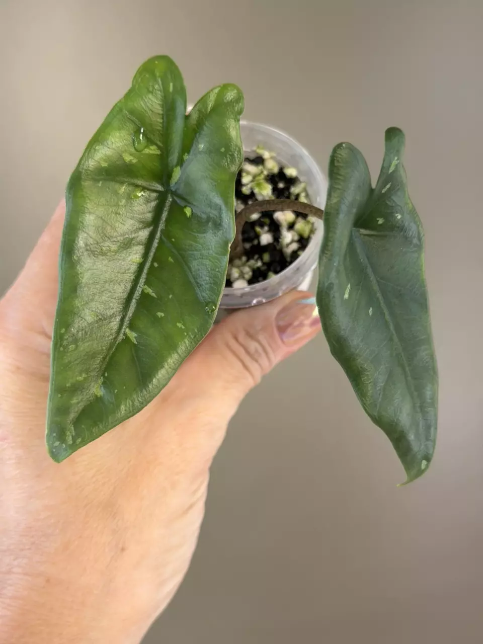 650 Alocasia Shattered Glass (Low Color) Corm grown thumbnail