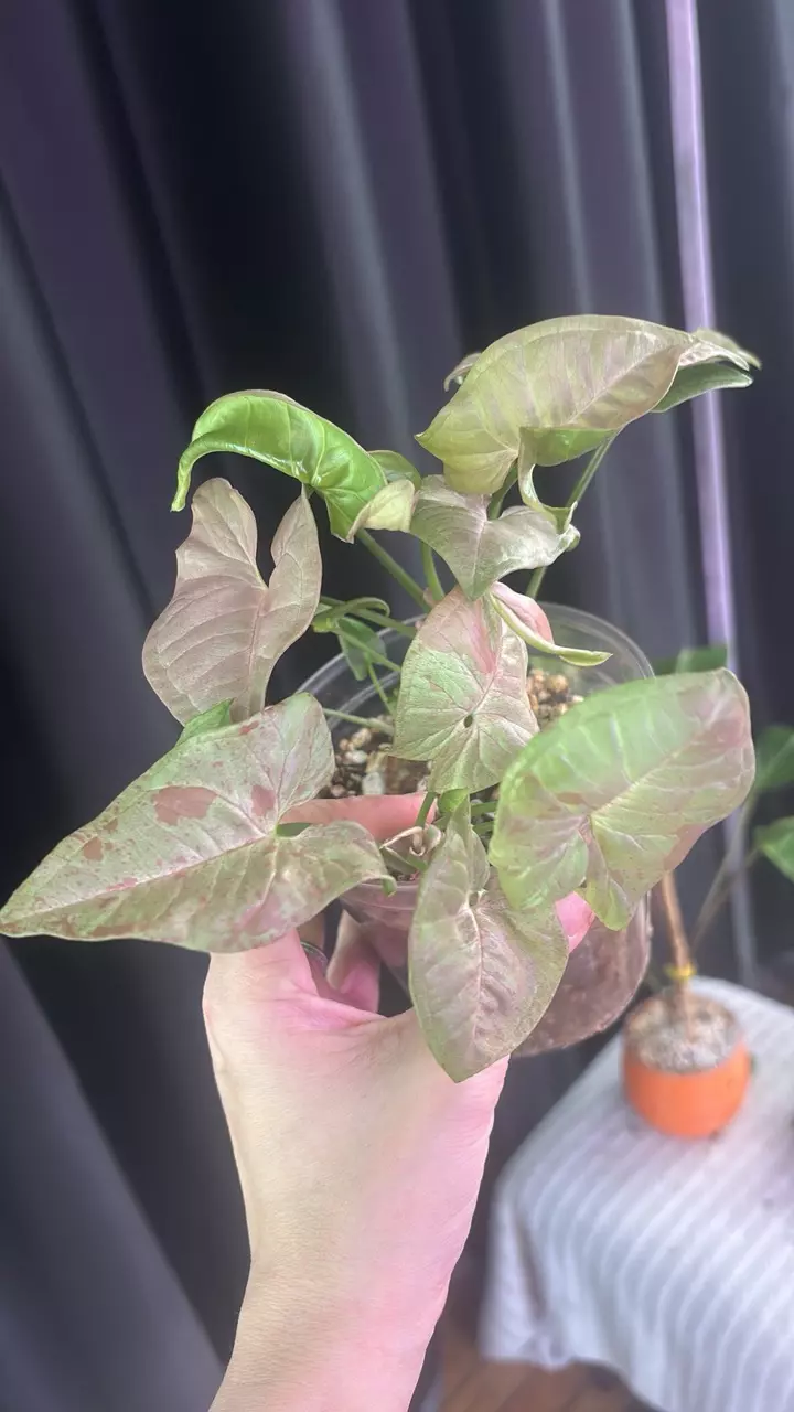 Syngonium Pink Spot thumbnail