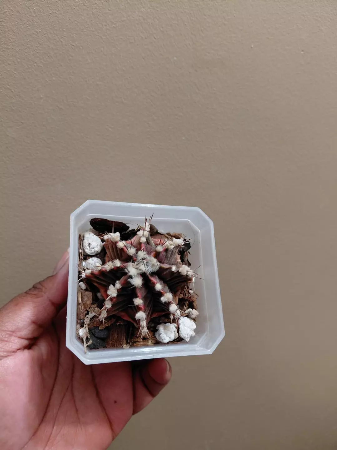 Variegated Gymnocalycium Cactus thumbnail