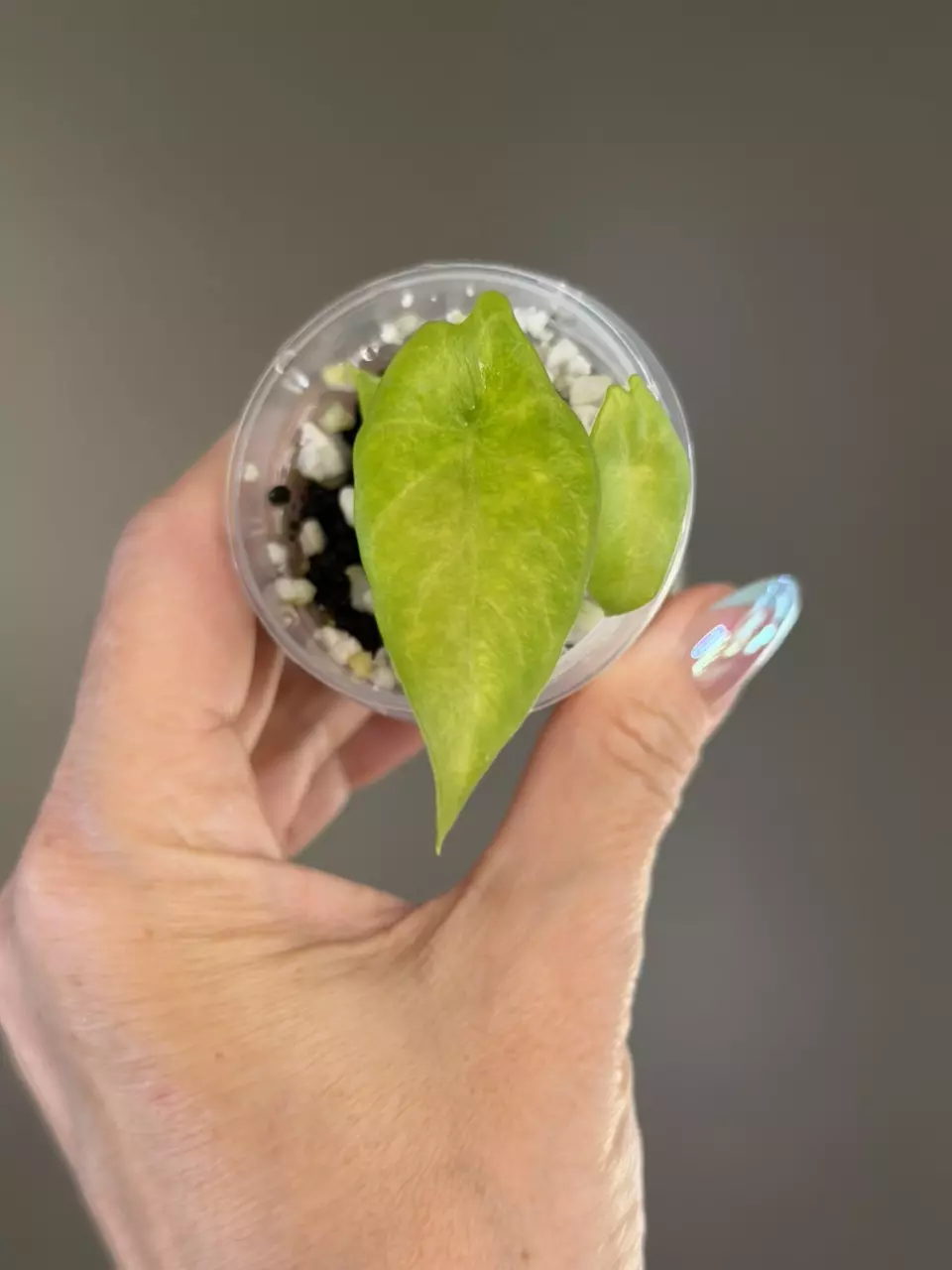 793 Scalprum Aurea (Low Color) Corm Grown thumbnail