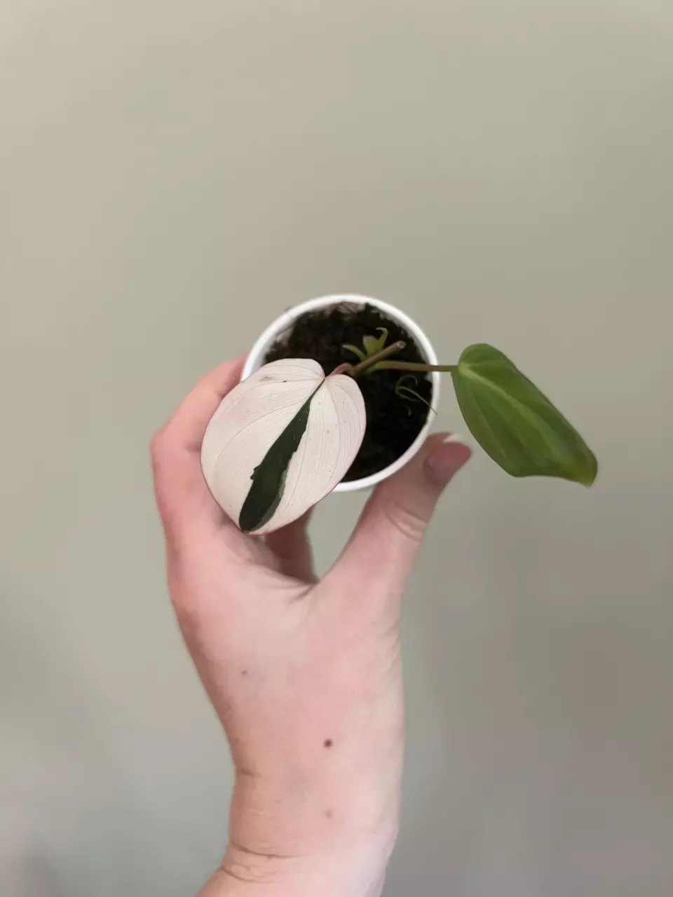 Philodendron micans true pink (reverted) thumbnail
