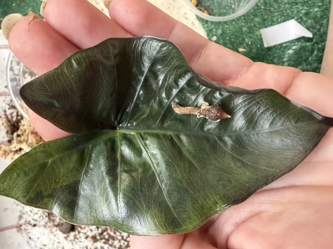 Alocasia Yucatán with black var corm thumbnail