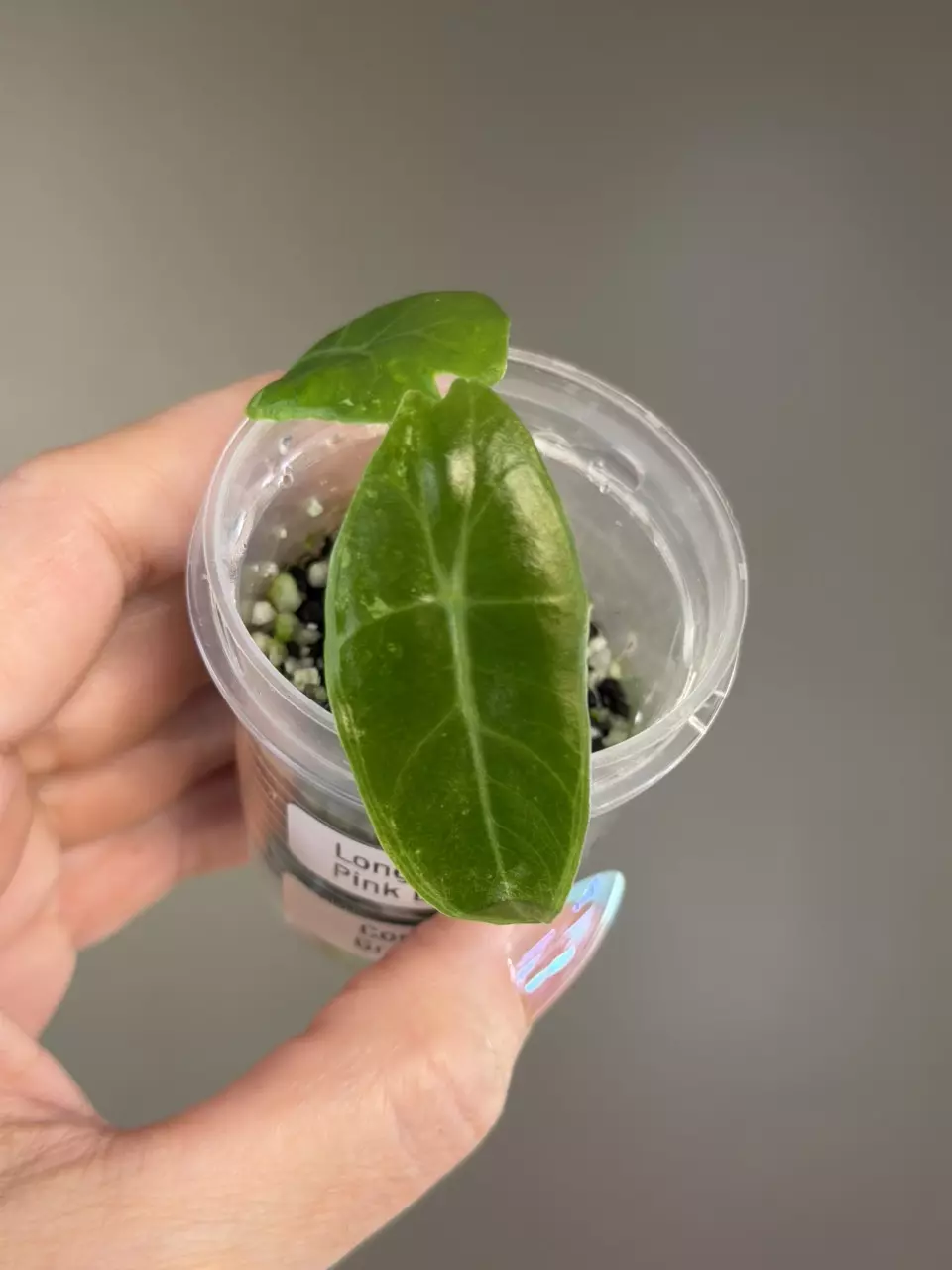 799 Alocasia Longiloba Pink Back Albo (Low Color/No Color) thumbnail