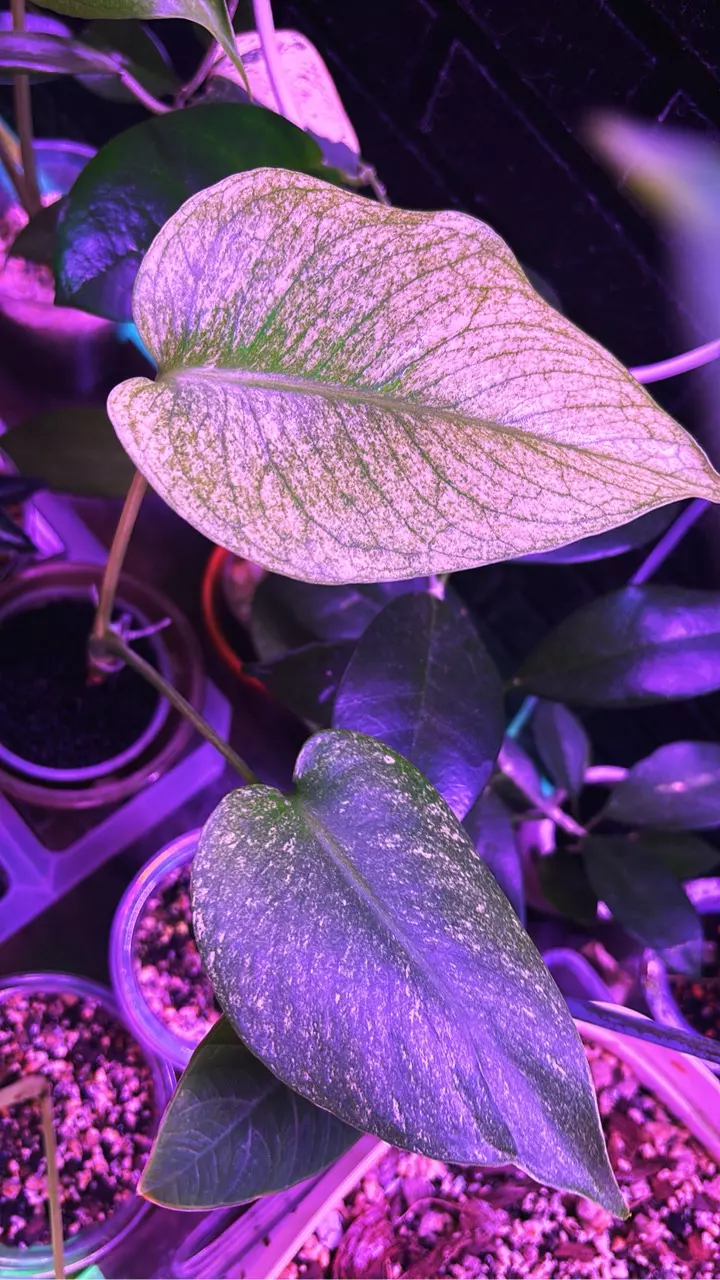 Monstera Mint teen thumbnail