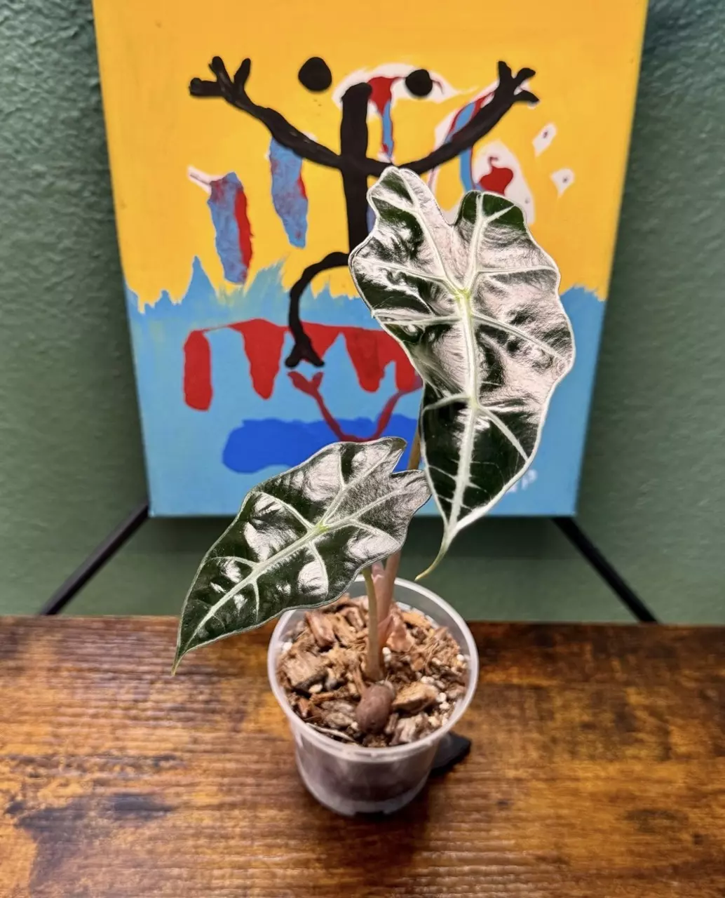 Alocasia Amazonica Purpley - 5 thumbnail
