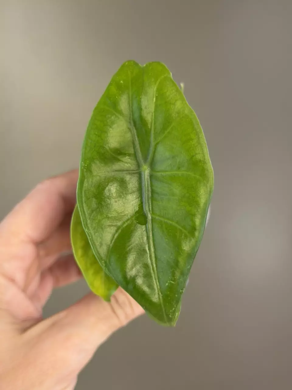 802 Alocasia Pink Back Albo (No Color) thumbnail