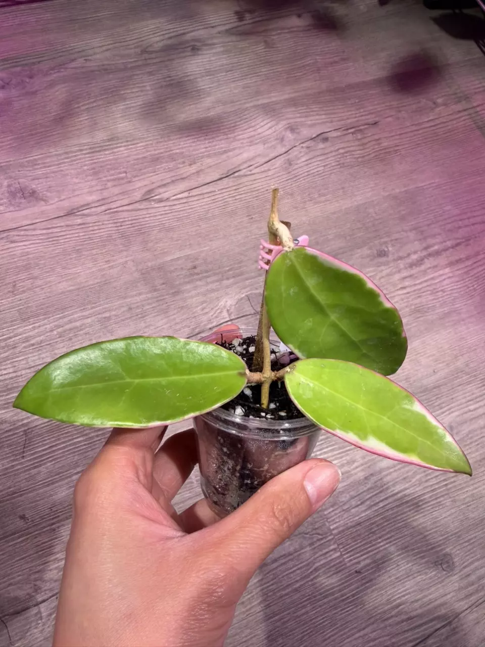Hoya Yangzhi variegated thumbnail