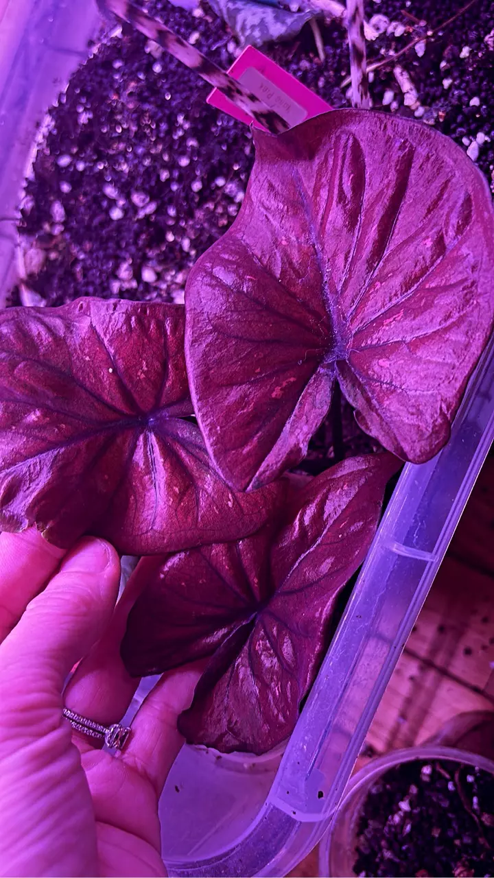 Thai Caladium thumbnail