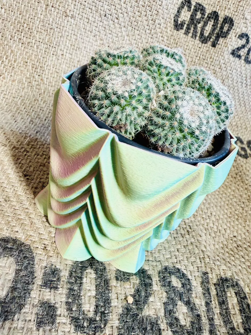 Mammillaria Cluster Cactus thumbnail