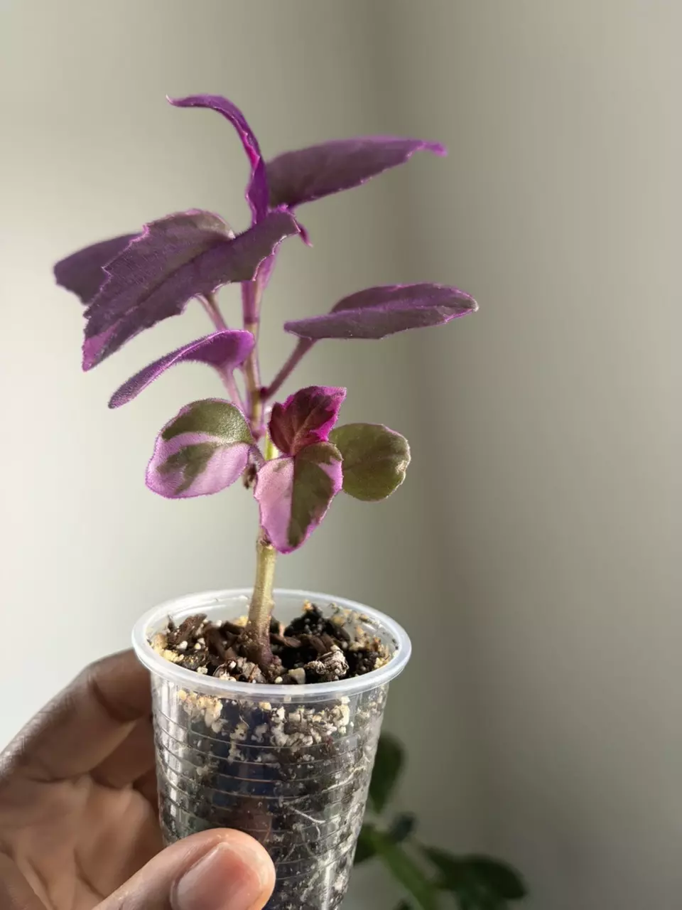 Variegated Purple Passion thumbnail