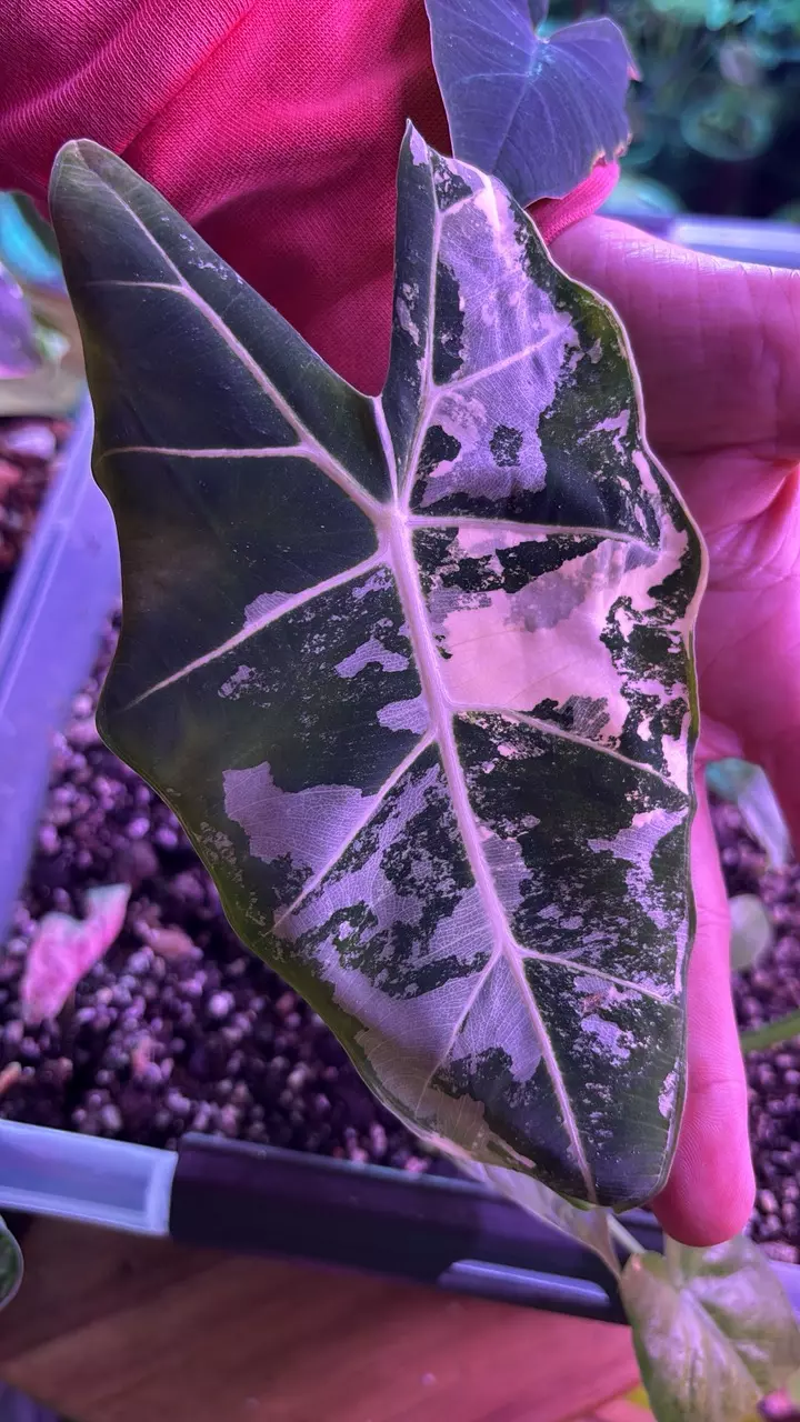 Variegated Frydek thumbnail