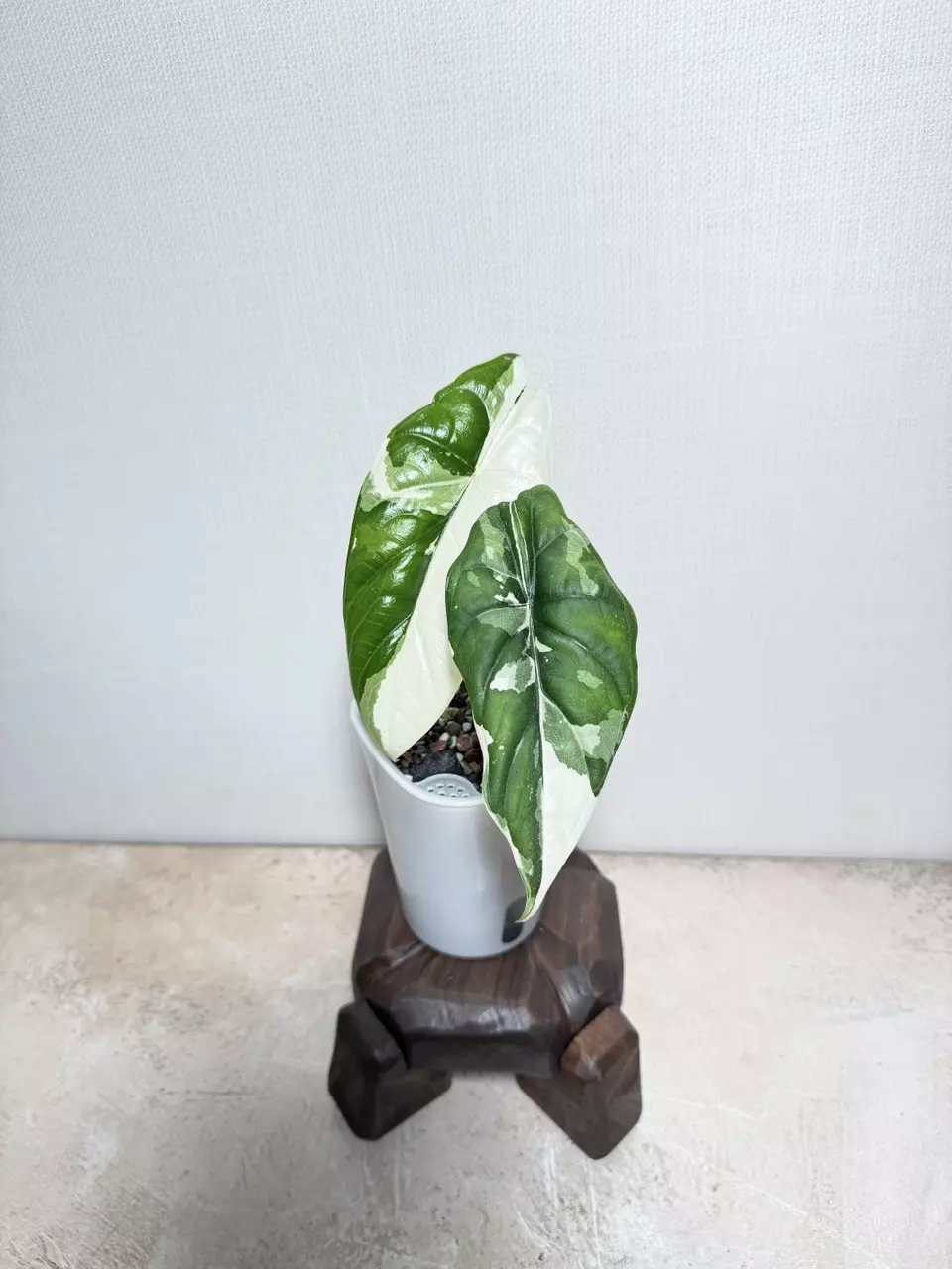 Alocasia Puncqk Borneensis albo thumbnail