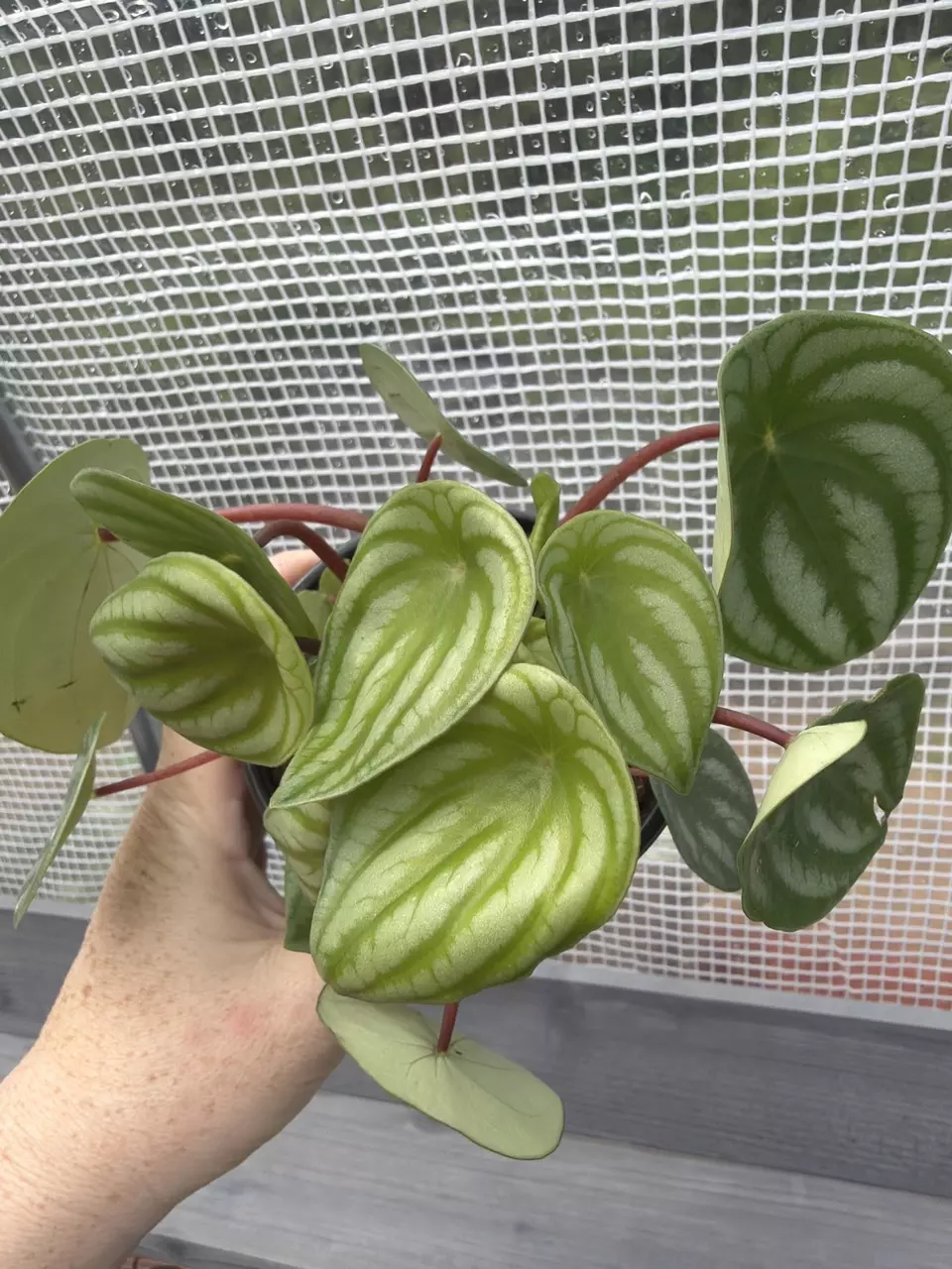 Watermelon Peperomia thumbnail