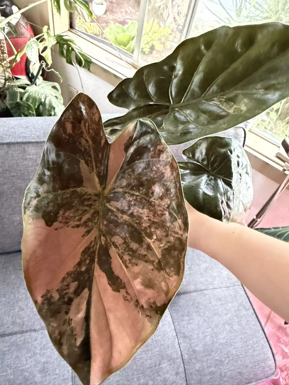 Alocasi Wentii Pink thumbnail