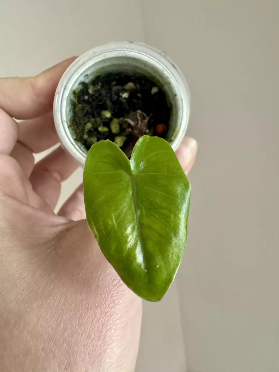 Alocasia Black Stem Mutation pup thumbnail