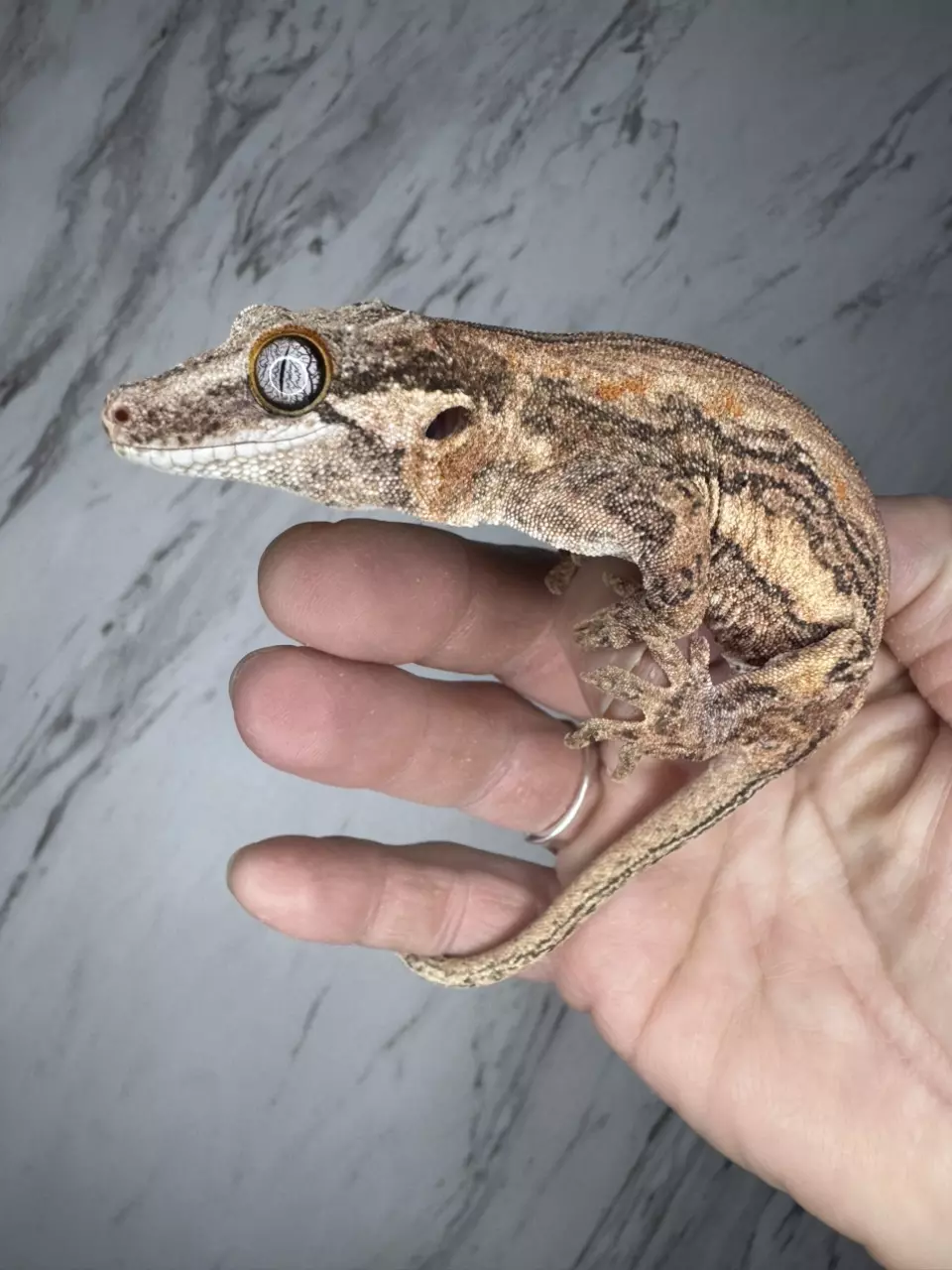 Pink Pastel Female Gargoyle Gecko thumbnail
