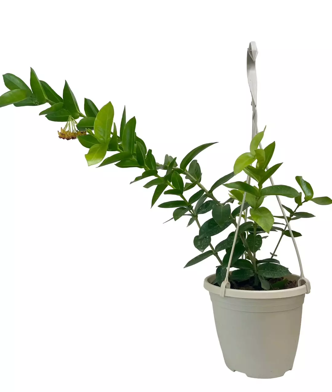 Hoya Densifolia thumbnail